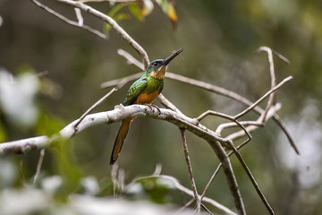 Ariramba-de-cauda-ruiva (Galbula ruficauda) | Rufous-tailed Jacamar  fotografado em Linhares, Espírito Santo -  Sudeste do Brasil. Bioma Mata Atlântica.