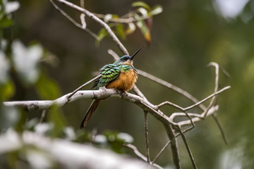 Ariramba-de-cauda-ruiva (Galbula ruficauda) | Rufous-tailed Jacamar  fotografado em Linhares, Espírito Santo -  Sudeste do Brasil. Bioma Mata Atlântica.