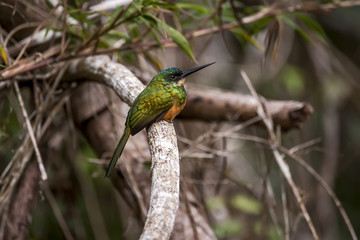 Ariramba-de-cauda-ruiva (Galbula ruficauda) | Rufous-tailed Jacamar  fotografado em Linhares, Espírito Santo -  Sudeste do Brasil. Bioma Mata Atlântica.