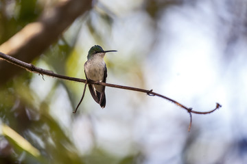 Beija-flor-de-fronte-violeta Fêmea (Thalurania glaucopis) | Violet-capped Woodnymph Female  fotografado em Linhares, Espírito Santo -  Sudeste do Brasil. Bioma Mata Atlântica.