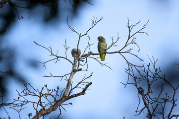 Papagaio-moleiro (Amazona farinosa) | Mealy Parrot  fotografado em Linhares, Espírito Santo -  Sudeste do Brasil. Bioma Mata Atlântica.