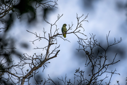 Papagaio-moleiro (Amazona farinosa) | Mealy Parrot  fotografado em Linhares, Esp&iacute;rito Santo -  Sudeste do Brasil. Bioma Mata Atl&acirc;ntica.