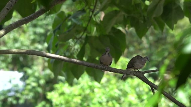 Spotted doves Spilopelia chinensis Cute Birds of Thailand sitting on the tree branch