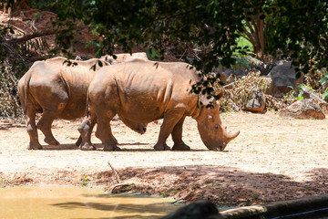 Naklejka premium Zdjęcia zwierząt Podróżuj z rodziną na wakacje