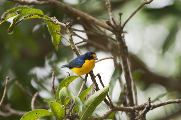 Gaturamo-verdadeiro (Euphonia violacea) | Violaceous Euphonia  fotografado em Linhares, Espírito Santo -  Sudeste do Brasil. Bioma Mata Atlântica.