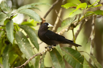 Guaxe (Cacicus haemorrhous) | Red-rumped Cacique  fotografado em Linhares, Espírito Santo -  Sudeste do Brasil. Bioma Mata Atlântica.