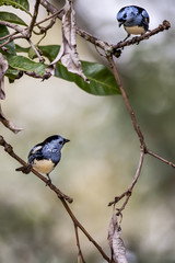 Cambada-de-chaves (Tangara brasiliensis) | White-bellied Tanager  fotografado em Linhares, Espírito Santo -  Sudeste do Brasil. Bioma Mata Atlântica.