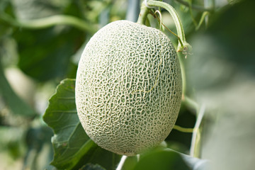 melon
