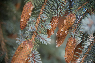 Blue Spruce Pine Cone Sap