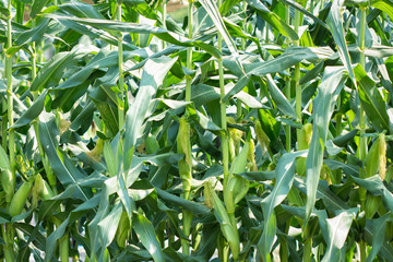 Corn in the corn field
