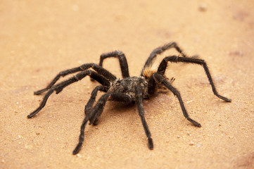 Aranha-caranguejeira (Theraphosidae) | Tarantula  fotografado em Linhares, Espírito Santo -  Sudeste do Brasil. Bioma Mata Atlântica.