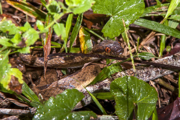 Serpente-olho-de-gato-anelada (Leptodeira annulata) | Banded cat-eyed snake  fotografado em Linhares, Espírito Santo -  Sudeste do Brasil. Bioma Mata Atlântica.