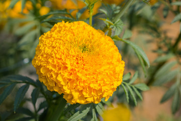 Marigold