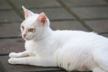 white odd eye cat