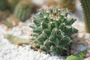 Various cactus plants
