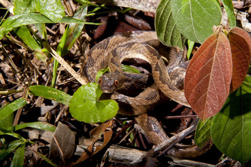 Serpente-olho-de-gato-anelada (Leptodeira annulata) | Banded cat-eyed snake  fotografado em Linhares, Espírito Santo -  Sudeste do Brasil. Bioma Mata Atlântica.