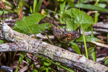 Serpente-olho-de-gato-anelada (Leptodeira annulata) | Banded cat-eyed snake  fotografado em Linhares, Espírito Santo -  Sudeste do Brasil. Bioma Mata Atlântica.