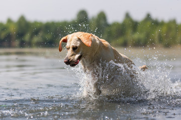 labrador retriever runs through a lake