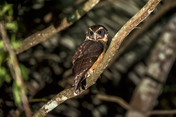 Murucututu-de-barriga-amarela (Pulsatrix koeniswaldiana) | Tawny-browed Owl  fotografado em Linhares, Espírito Santo -  Sudeste do Brasil. Bioma Mata Atlântica.