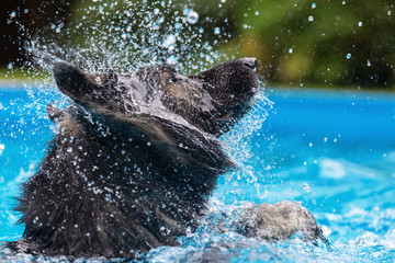 Old German Shepherd shakes the head in a swimming pool
