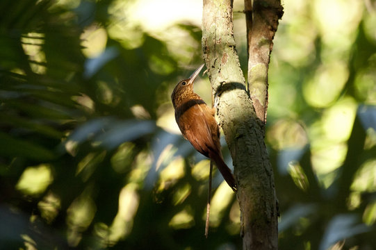 Arapaçu-de-garganta-amarela (Xiphorhynchus guttatus) | Buff-throated Woodcreeper  fotografado em Linhares, Espírito Santo -  Sudeste do Brasil. Bioma Mata Atlântica.
