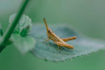grasshopper