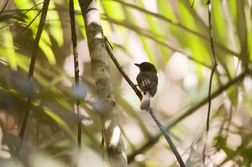 Bico-chato-grande (Rhynchocyclus olivaceus) | Olivaceous Flatbill  fotografado em Linhares, Espírito Santo -  Sudeste do Brasil. Bioma Mata Atlântica.