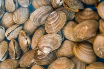 Fresh Clams