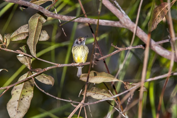 Miudinho (Myiornis auricularis) | Eared Pygmy-Tyrant  fotografado em Linhares, Espírito Santo -  Sudeste do Brasil. Bioma Mata Atlântica. 