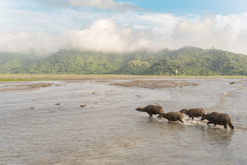 Fototapeta na wymiar Water buffalo cross the river
