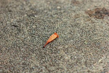 Flowers dropped on cement floor
