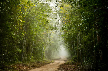 Neblina na Rodovia Estadual ES-356 na Rebio de Sooretama (Paisagem) | Fog on the ES-356 State Road in Sooretama Rebio fotografado em Linhares, Espírito Santo -  Sudeste do Brasil. Bioma Mata Atlântica