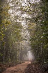 Neblina na Rodovia Estadual ES-356 na Rebio de Sooretama (Paisagem) | Fog on the ES-356 State Road in Sooretama Rebio fotografado em Linhares, Espírito Santo -  Sudeste do Brasil. Bioma Mata Atlântica