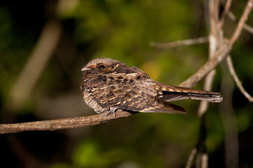 Bacurau (Hydropsalis albicollis) | Pauraque  fotografado em Linhares, Espírito Santo -  Sudeste do Brasil. Bioma Mata Atlântica.