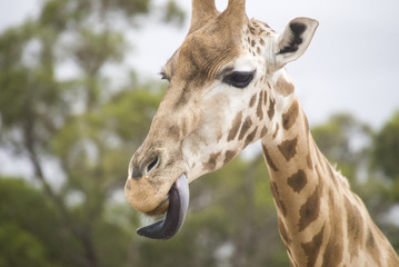 Giraffe head close up with tounge out