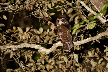Murucututu-de-barriga-amarela (Pulsatrix koeniswaldiana) | Tawny-browed Owl  fotografado em Linhares, Espírito Santo -  Sudeste do Brasil. Bioma Mata Atlântica.