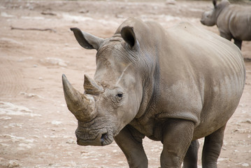 Fototapeta premium Rhino close up in arid landscape