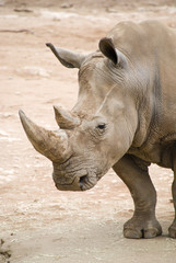 Obraz premium Rhino close up in arid landscape