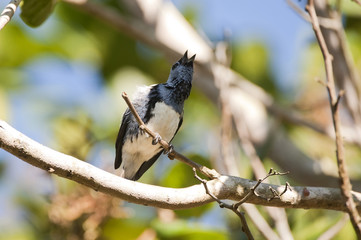 Cambada-de-chaves (Tangara brasiliensis) | White-bellied Tanager  fotografado em Linhares, Espírito Santo -  Sudeste do Brasil. Bioma Mata Atlântica.