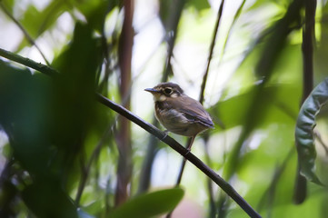 Patinho (Platyrinchus mystaceus) | White-throated Spadebill fotografado em Santa Teresa, Espírito Santo -  Sudeste do Brasil. Bioma Mata Atlântica.