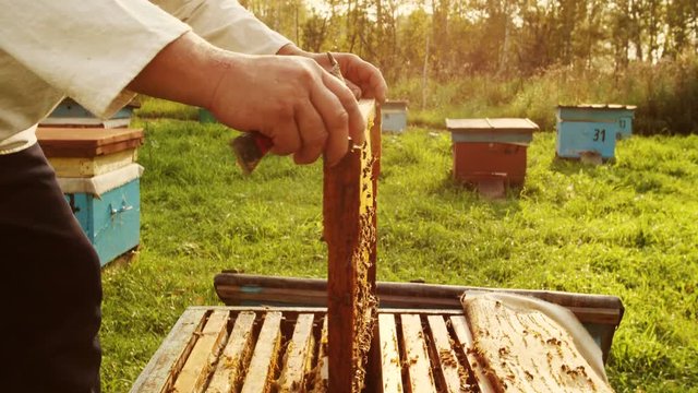 The beekeeper gets a frame from the hive.