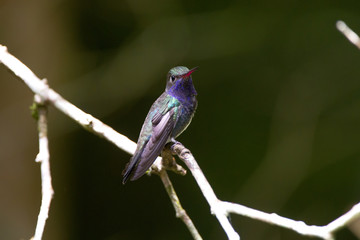 Beija-flor-de-peito-azul (Amazilia lactea) | Sapphire-spangled Emerald fotografado em Santa Teresa, Espírito Santo -  Sudeste do Brasil. Bioma Mata Atlântica.