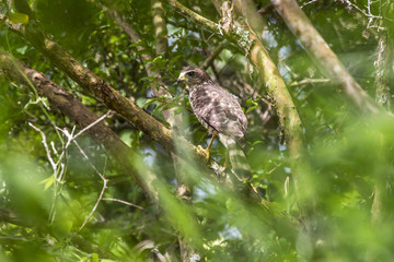 Gavião-carijó (Rupornis magnirostris) | Roadside Hawk fotografado em Santa Teresa, Espírito Santo -  Sudeste do Brasil. Bioma Mata Atlântica.