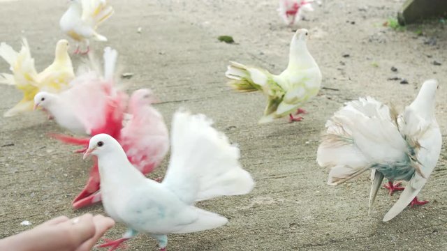 White decorative pigeons with multi-colored feathers stock footage video