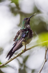 Beija-flor-de-fronte-violeta (Thalurania glaucopis) | Violet-capped Woodnymph fotografado em Santa Teresa, Espírito Santo -  Sudeste do Brasil. Bioma Mata Atlântica.