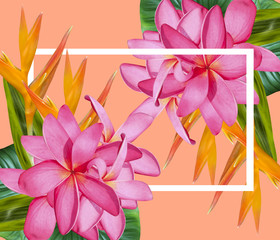  pink Plumeria flower and Tropical  green leaves and  Flower Fresh and real  with white frame on pink Abstract background