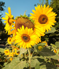 Flower sunflower nature landscape