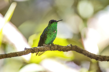Beija-flor-de-fronte-violeta (Thalurania glaucopis) | Violet-capped Woodnymph fotografado em Santa Teresa, Espírito Santo -  Sudeste do Brasil. Bioma Mata Atlântica.