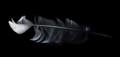bird feather on black background