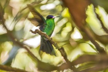 Beija-flor-de-fronte-violeta (Thalurania glaucopis) | Violet-capped Woodnymph fotografado em Santa Teresa, Espírito Santo -  Sudeste do Brasil. Bioma Mata Atlântica.